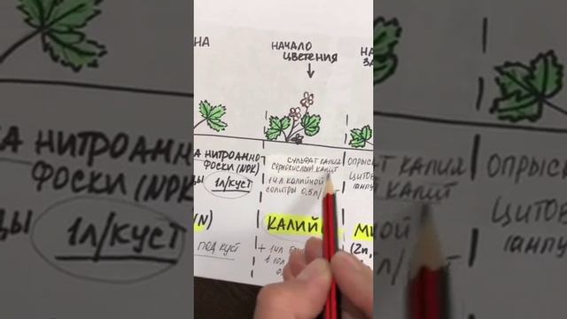 Схема подкормки клубники на весь период