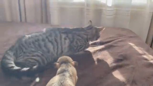 Хочу себе нервы, как у этого кота 😸