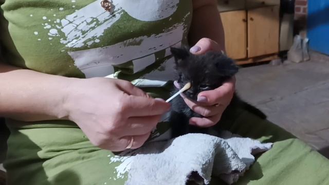 котёнок 2 день
