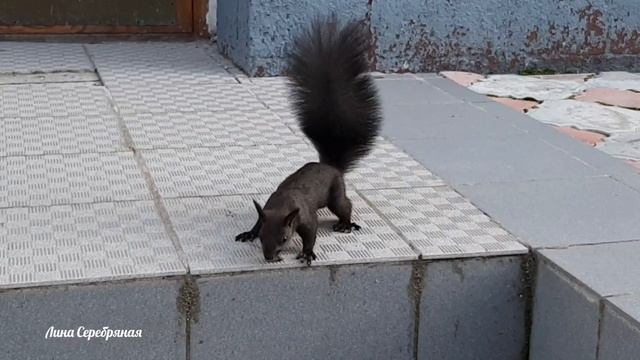 Активная белка!