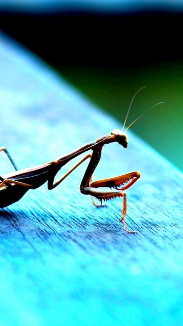 Нереальные моменты в кадре