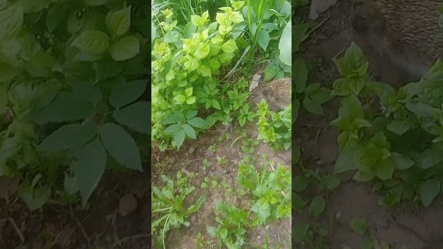 Ежа видали?