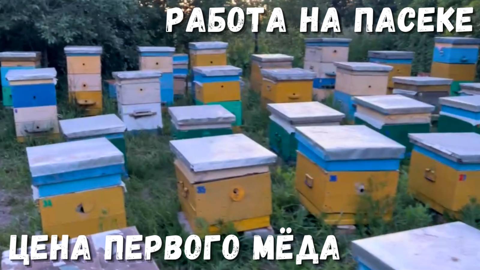 Жизнь Пчёл: работа на пасеке и цена первого меда!