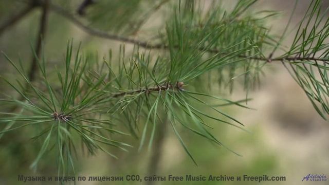 Мелодия, которая заставляет хотеть свернуть на любую неизвестную дорогу - Beach Ballin -- Mr.ruiZ --