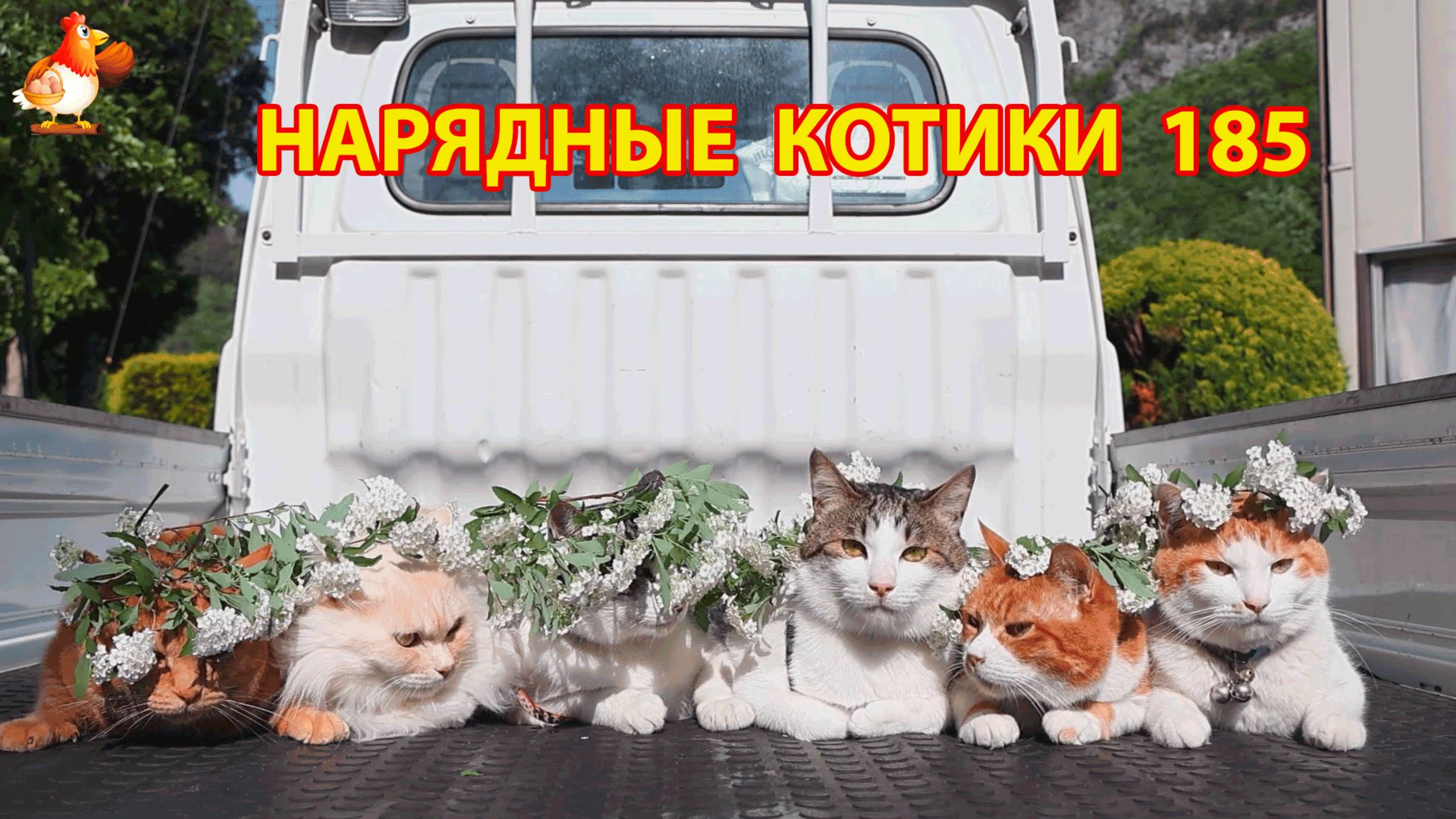 Нарядные Котики расслабляются на солнышке 🌞 🐈🐈🐈 (185)