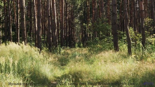 Леса становятся ближе вместе с этой музыкой - Fireclub -- Ketsa -- Through to Fall