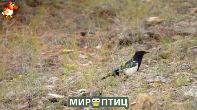 Мир птиц – красота и грация пернатых созданий Природы 🦩🦚🦜 Выпуск (207) 🦉🐦🐤