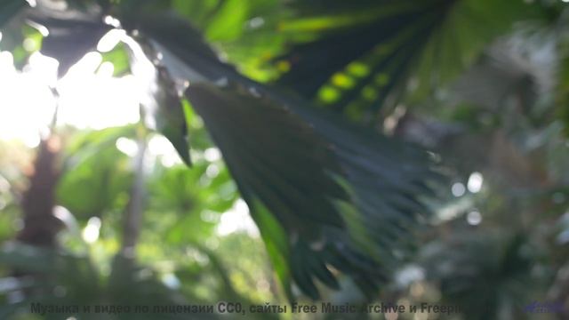 Видео, которое можно понять только с расширенным сознанием - испытайте! - Temple-Life -- Shaolin Dub