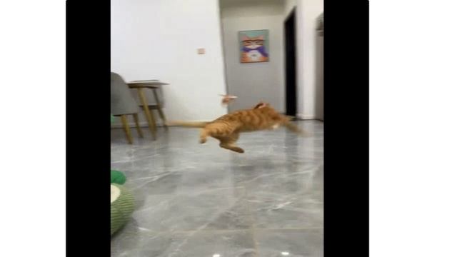Кошачий садизм - не делайте так