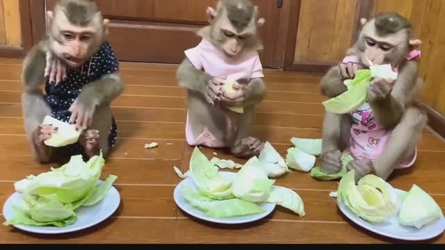 Обезьянки СЫРУЮ КАПУСТУ едят и народ ВЕСЕЛЯТ Как они это едят