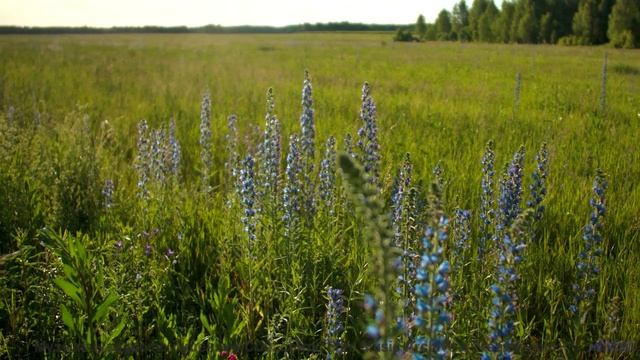 Песня, которая начинается с 'поехали' и не заканчивается никогда - Summer-Sessions -- Ketsa -- The L