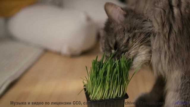 Эти звуки - НЕ ветер и не птицы! - Sweet N Juicy-Anything For You-Mar 2018-LIVE -- Sweet N Juicy --