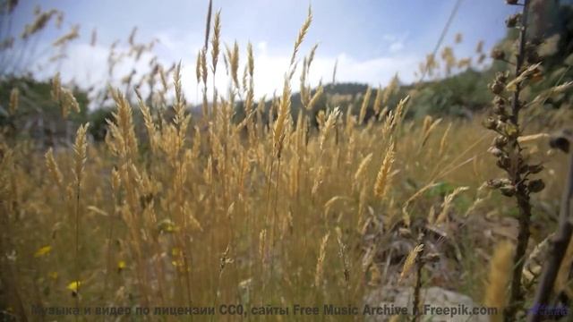 Музыка и виды растворяют время и пространство - Picaflor Tistre (XLVII) -- opo -- Estudios Indigenif