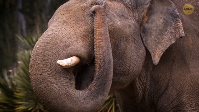 Единороги существовали?! Ископаемое, которое шокировало ученых