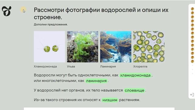 11 Царство Растения