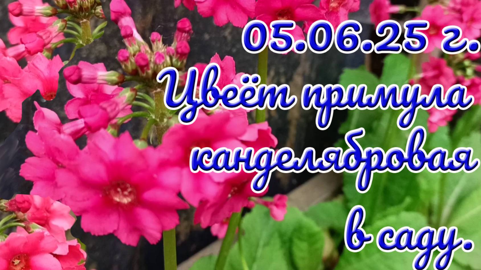 05.06.25 г. Цветение примулы канделябровой в саду.