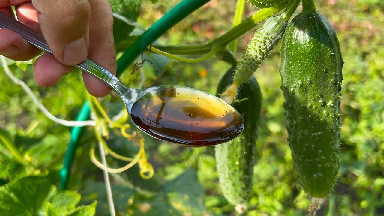 Шокирующий метод как за одну ночь вернуть жизнь хилым огурцам