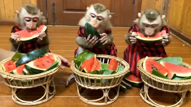 Обезьянки едят АРБУЗЫ У каждой свой Пир горой У соседа вкуснее СМЕШНАЯ КОМПАНИЯ