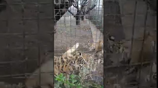 Тигры в парке львов Тайган #тайган