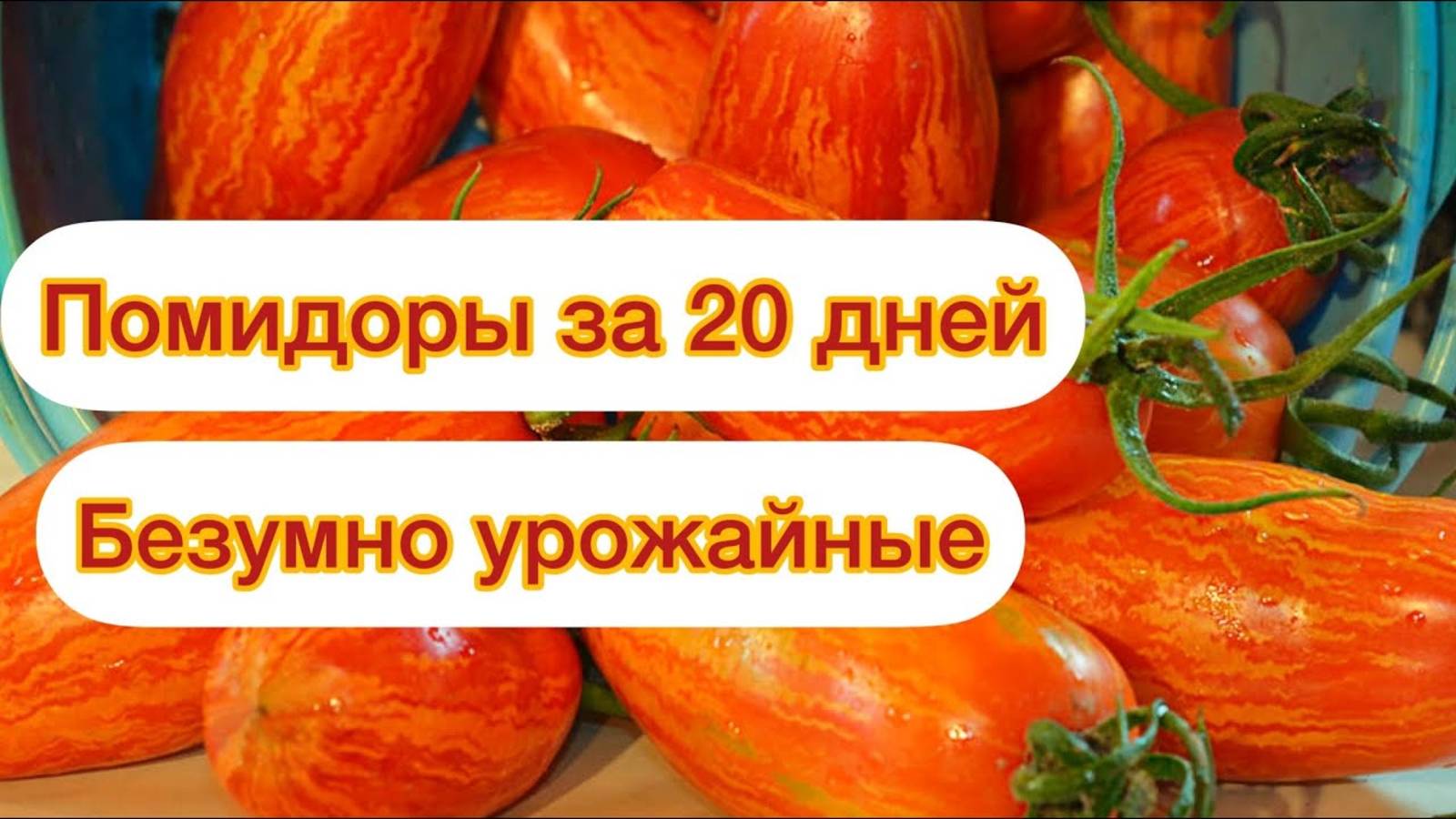 Томат РАСТЕТ огромными ГРОЗДЬЯМИ, плодоносит уже через 20 ДНЕЙ послы высадки