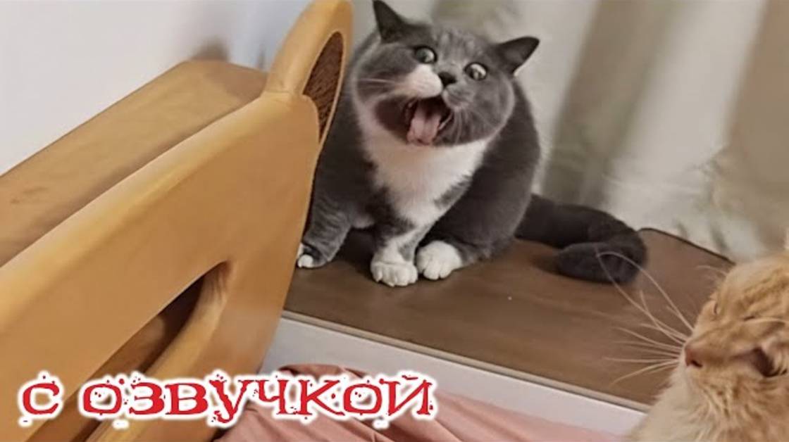 Приколы с котами! С ОЗВУЧКОЙ! СМЕШНЫЕ КОТЫ! Смешные видео с животными! — смех  до слёз!
