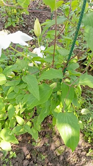 Белый клематис 2 группы обрезки.