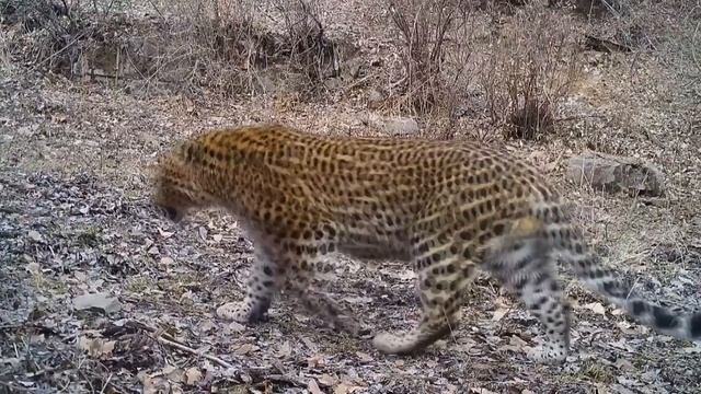 🐆Северокитайский леопард в провинции Шаньси