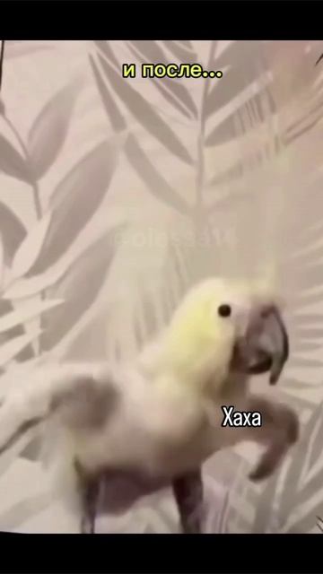 scene_output.mp4