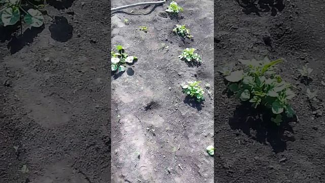 VID_20250610_105101.mp4