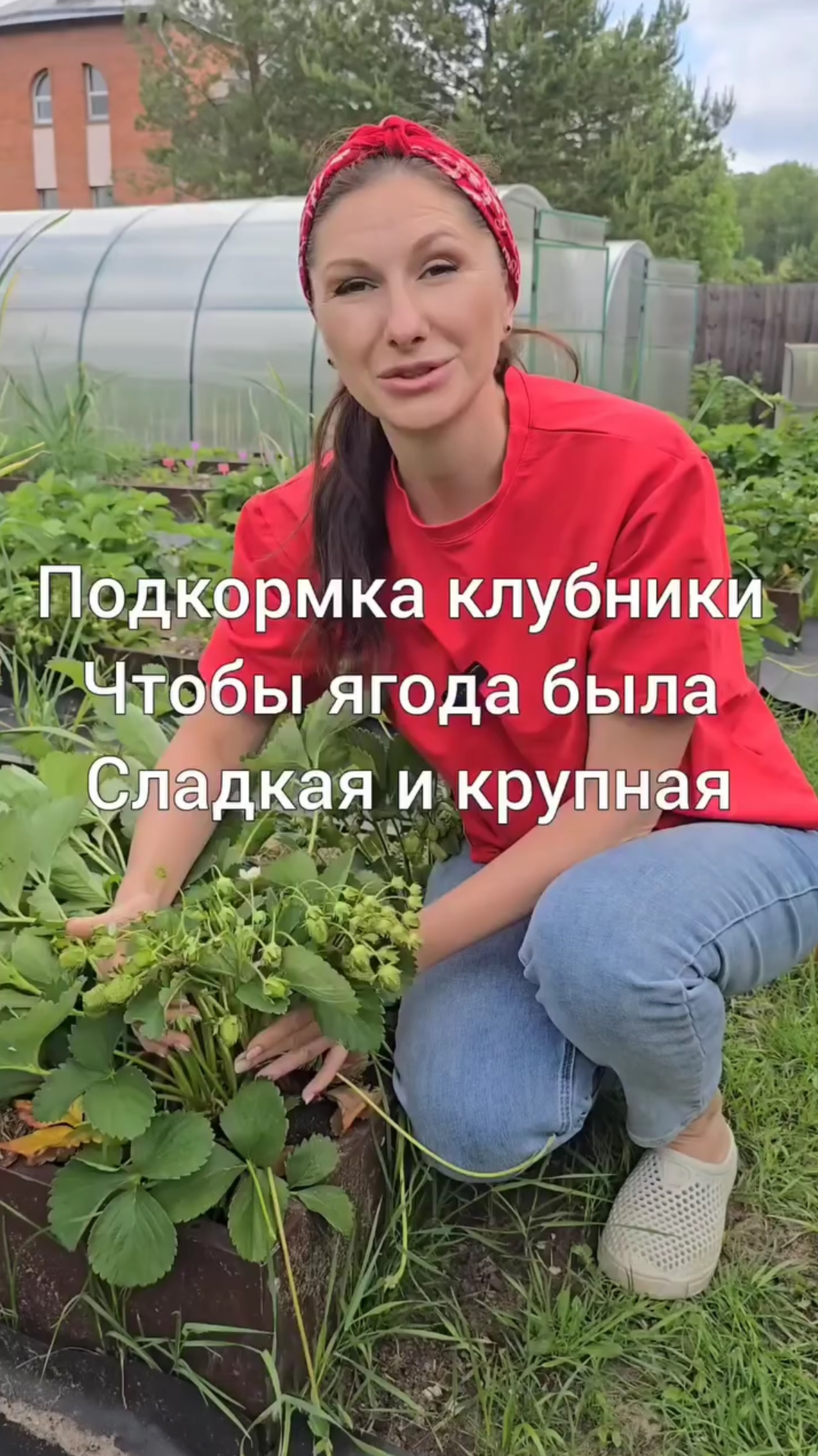 🍓Подкормка клубники, чтобы ягода была сладкая и крупная.