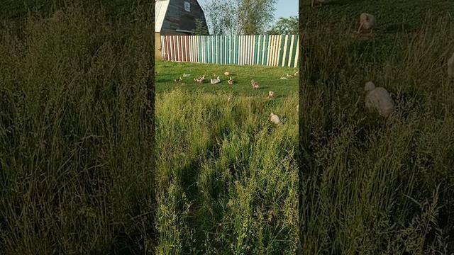 1000647274.mp4