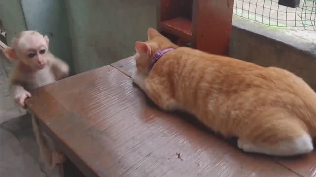 Обезьянка КРОШКА играет с взрослой КОШКОЙ на воле во дворе СМЕЩНЫЕ ЗВЕРЯТА