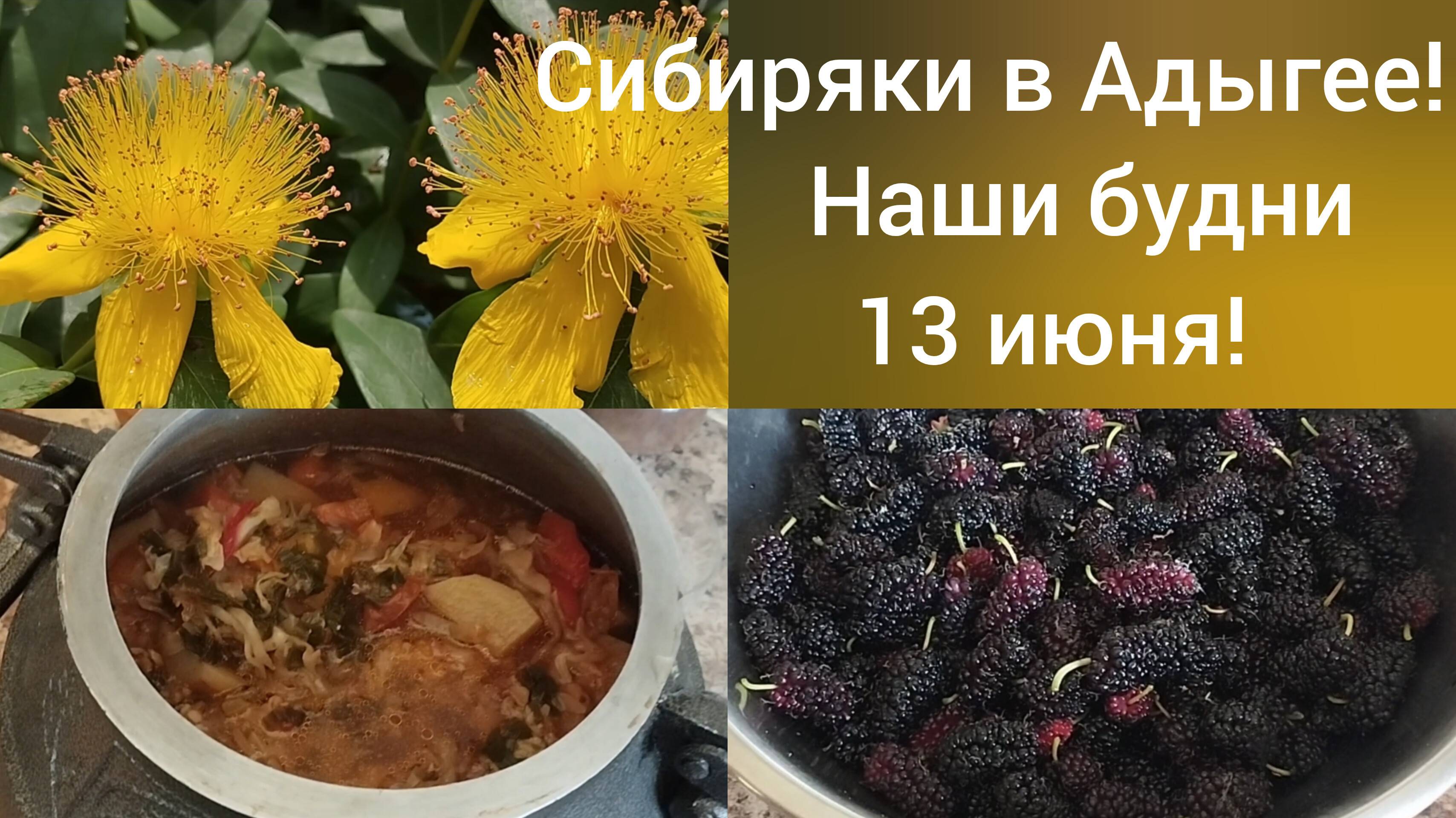 Переехали в Адыгею/Обрезка вейгелы/Опять идут дожди/Вкусная шелковица/