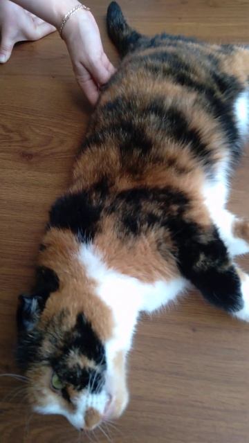 the joy of a cat