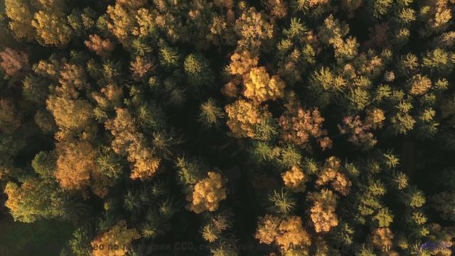 Почему в этом лесу нет птиц - Wasting Time -- Duncan Reid and the Big Heads -- Live at Monty Hall, 6