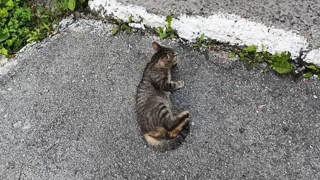 чей кот