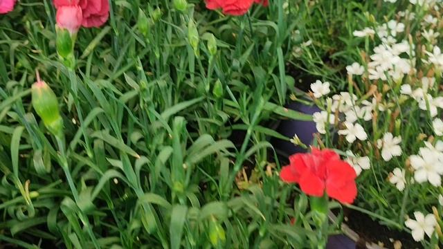 13.06.25.ПЛАНЕТА ЛЕТА🌺