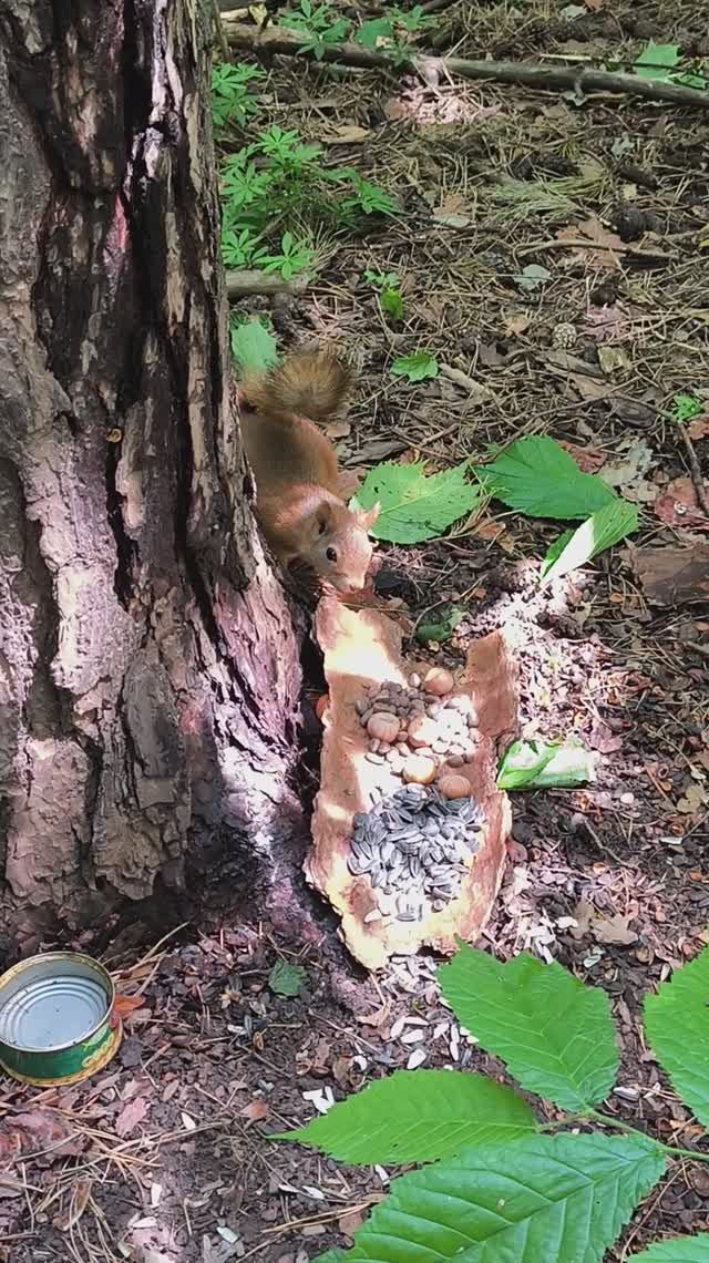 Белка проверяет кормушки