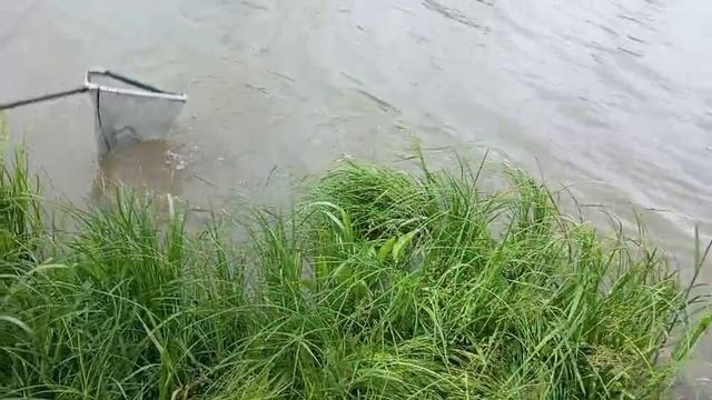 Светлые Горы Карп 13.06.2025г.