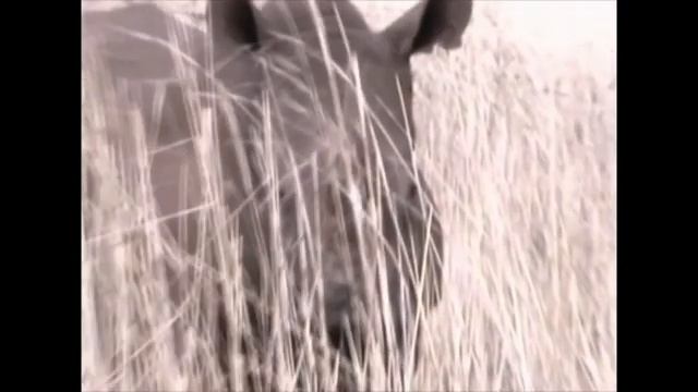 Outcomes wild health