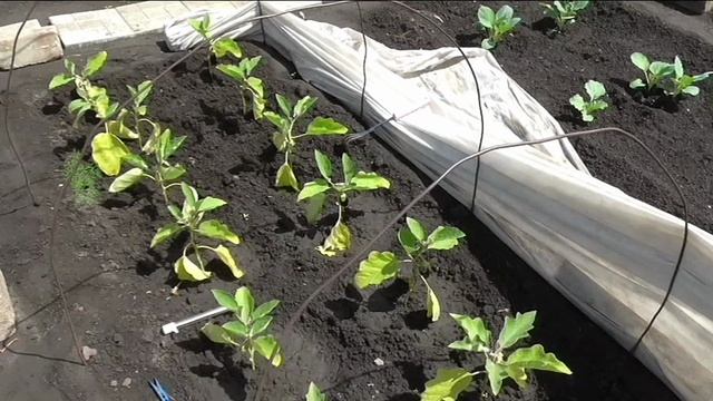 Первые плоды баклажанов