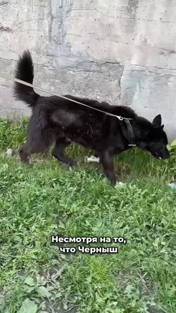 Надежда на любящую семью не угасает! | Черныш