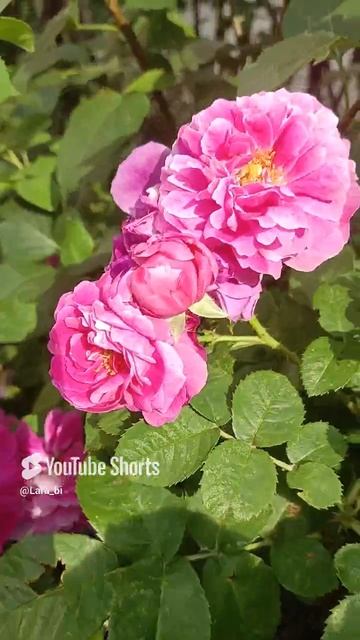 Красоты вам в ленту🌺🌺🌺
Благодарность Татьяне