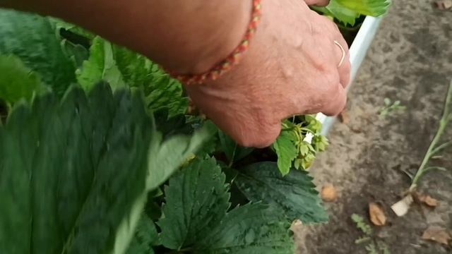 💁 Как увеличить урожай клубники 🍓🍓🍓