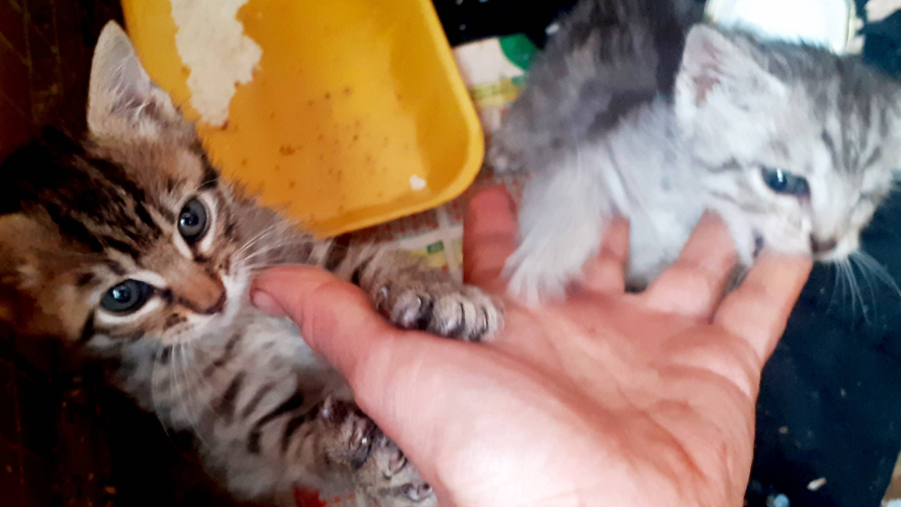 Котята Бинки и Герда играют