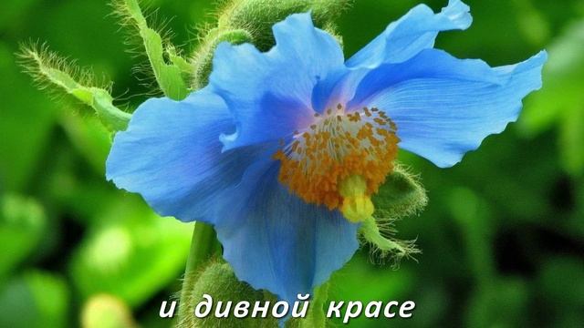ГОЛУБОЙ МАК - СОЛНЦЕ ТИБЕТА