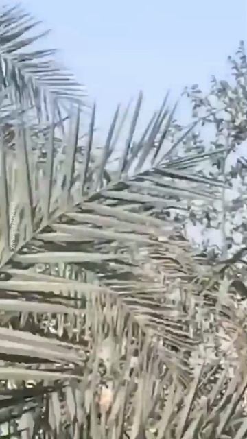 ⚔️Пошли ответные атаки — Иран выпустил по Израилю более сотни дронов.
Беспилотникам⬇️⬇️⬇️