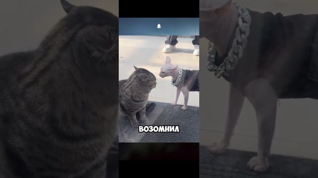 🗣️Смешная озвучка от: ROMEO BARSKIY🗣️