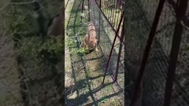 Прогулочка во владение прайда Гирея Парк львов Тайган #тайган