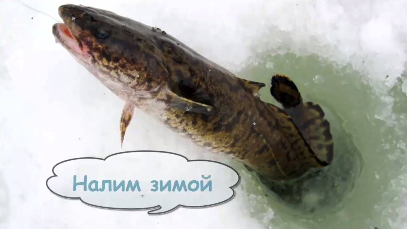 Секрет подлёдной жерлицы